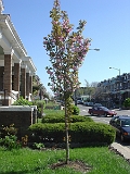 Kwanzan Cherry Tree 2006